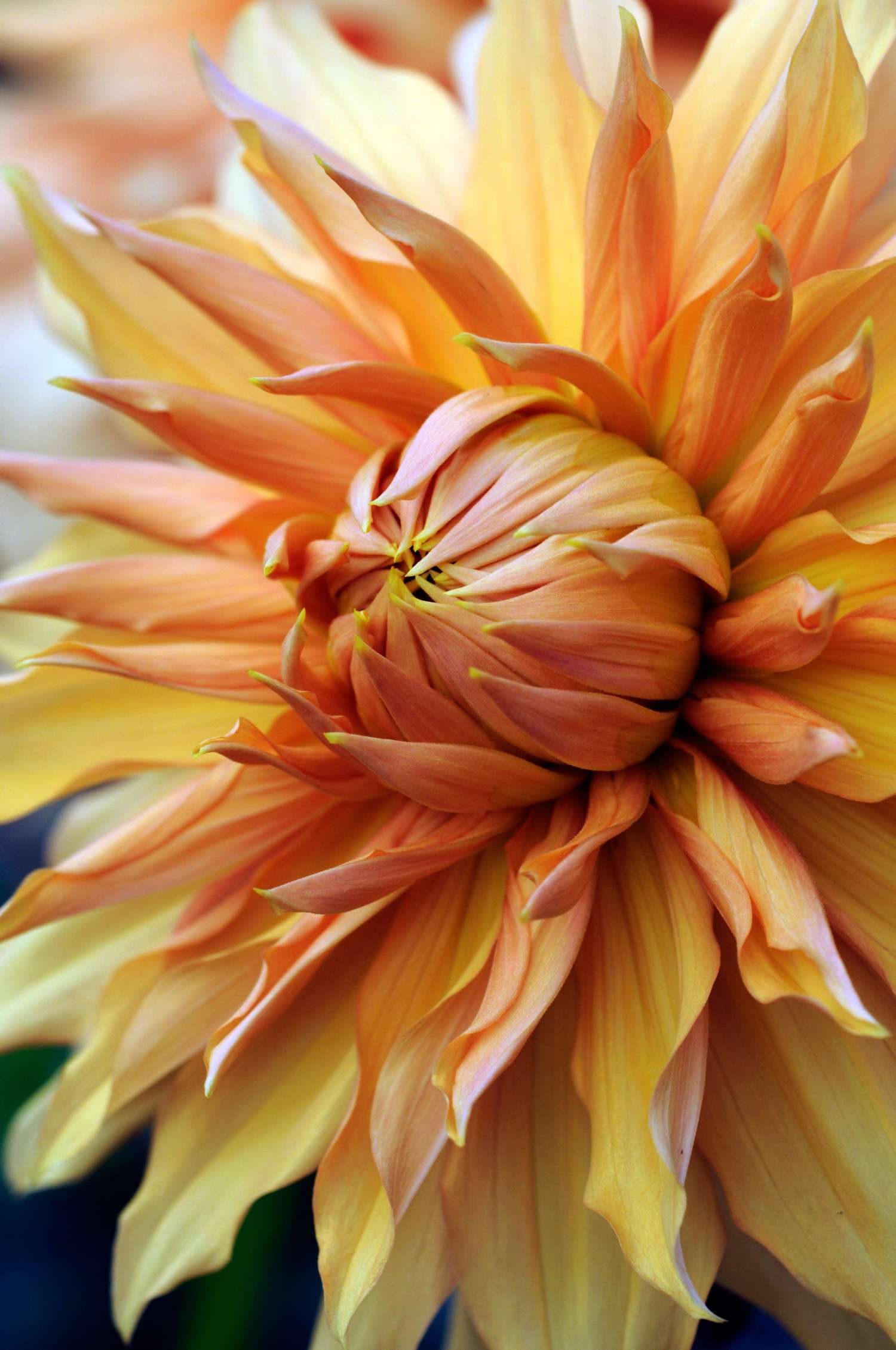 Dahlia 'Hamari Gold'